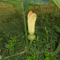 Cucurbita maxima Duchesne